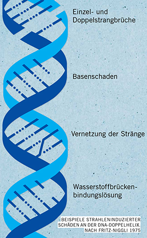 Strahleninduzierte Schäden an der DNA-Doppelhelix
